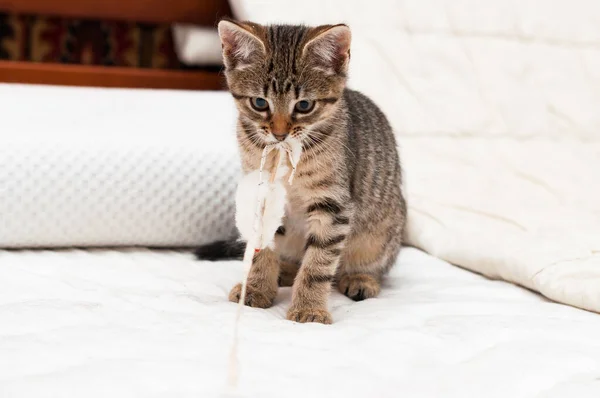 Adorable Tabby Gato Marrón Jugando Sosteniendo Ratón Blanco Ratoncito Juguete — Foto de Stock