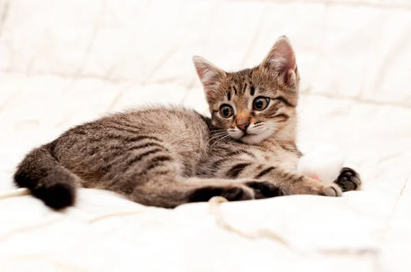 Enfoque Selectivo Lindo Gatito Pelado Marrón Tabby Mirando Hacia Otro — Foto de Stock