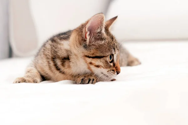 Suave Foco Lindo Tabby Marrón Gatito Blanco Manta Cama Acostado — Foto de Stock