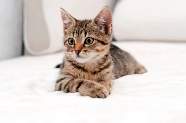 Enfoque Selectivo Lindo Gato Marrón Tabby Manta Blanca Cama Acostado — Foto de Stock