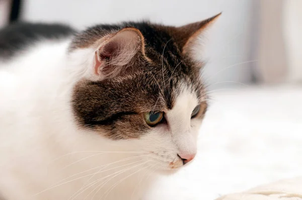 白い猫のマズルを毛布の上に置いてかわいい茶色のソフトフォーカス — ストック写真