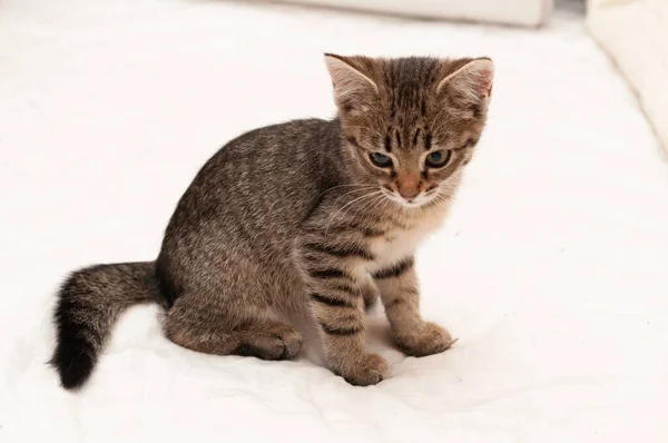 Vista Lateral Adorable Gato Marrón Tabby Sentado Manta Blanca Mirando — Foto de Stock