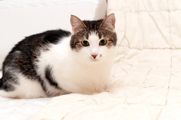 可愛い茶色の猫が毛布の上に座って家を見て — ストック写真