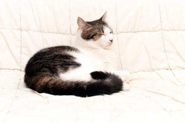 Adorabile Marrone Con Gatto Bianco Sdraiato Con Gli Occhi Chiusi — Foto Stock