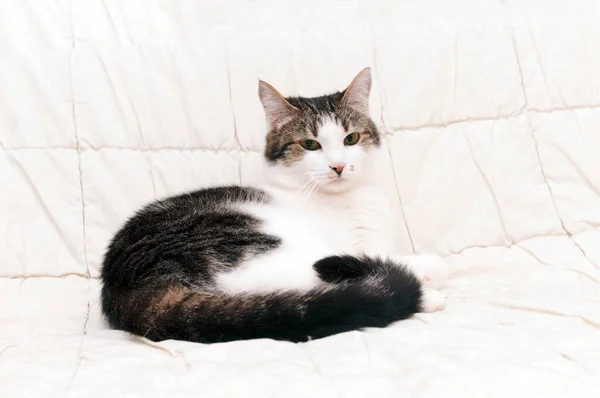 可愛い茶色の猫が毛布の上に寝そべって家を見て — ストック写真