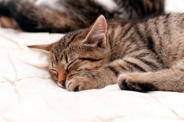 Tatlı kahverengi tekir kedinin yumuşak odağı. Gözleri kapalı, beyaz battaniyeye sarılmış.