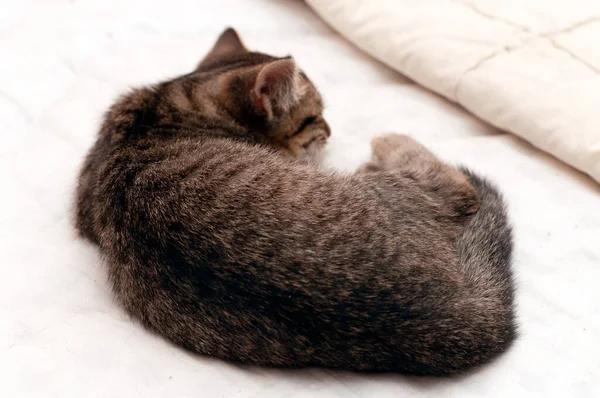 Baksikt Til Søt Brun Bordkatt Krøllet Sammen Til Ball Hvilt – stockfoto