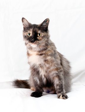 Büyük gözlü şirin tekir kedi gözlerini kaçırıp beyaz battaniyeye oturuyor.