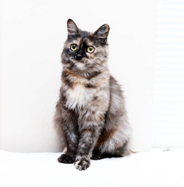 Barınağın penceresinin yanındaki beyaz battaniyede sevimli tekir kedi.