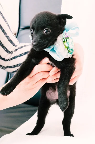 partial view of woman holding cute black scared puppy in blue collar with ribbon and bow on white blanket in shelter