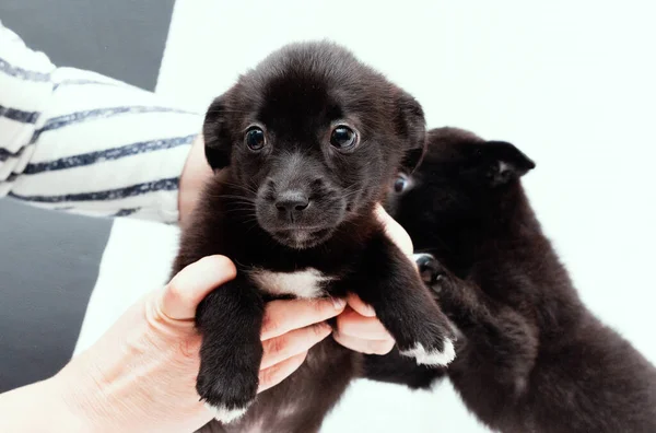 Visão Parcial Mulher Segurando Bonito Cachorro Assustado Preto Cobertor Branco — Fotografia de Stock