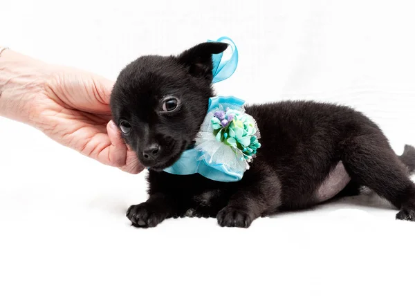 Visão Parcial Mulher Que Acaricia Cabeça Filhote Cachorro Preto Bonito — Fotografia de Stock