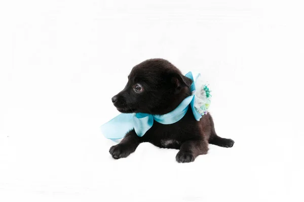 cute black puppy in blue collar with ribbon and bow looking away isolated on white