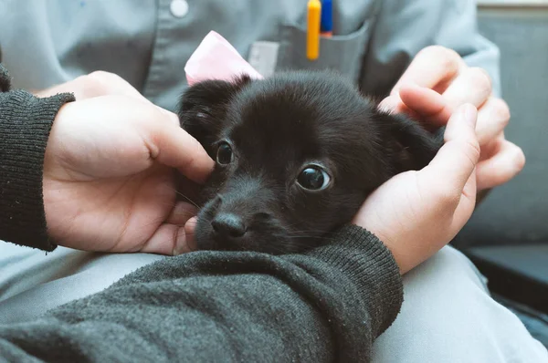 Partial View Veterinarian Volunteer Holding Cute Black Scared Puppy Shelter — Stock Photo, Image