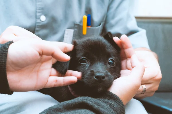 Beskärd Veterinär Och Volontär Som Håller Söt Svart Rädd Valp — Stockfoto