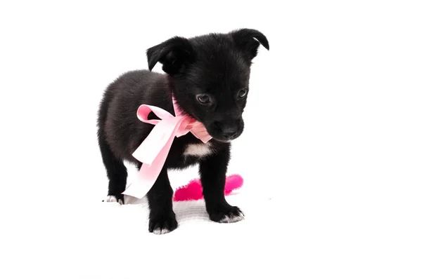 Foco Suave Cão Pequeno Bonito Colarinho Rosa Com Fita Arco — Fotografia de Stock