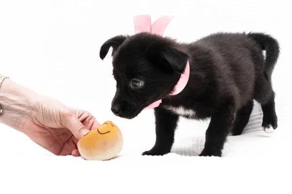 女性把黄色玩具送给穿着粉色领子 背带白色背景的可爱的黑色小狗的剪影 — 图库照片