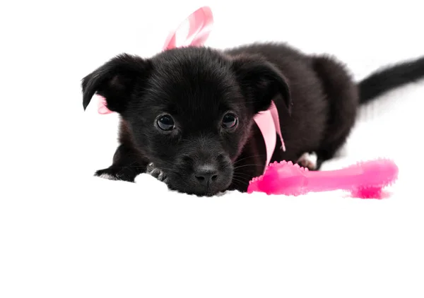 可爱的小狗 戴着粉色领子 带着丝带和蝴蝶结 看着相机 躺在白色背景的玩具旁边 有复制的空间 — 图库照片