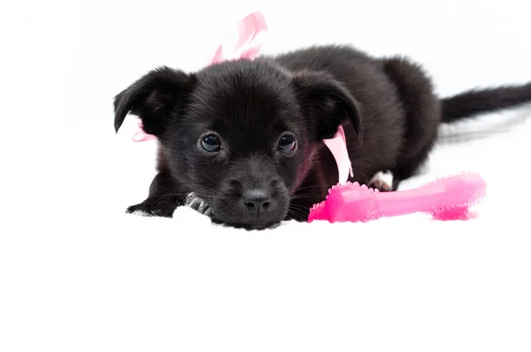 Filhote Cachorro Preto Bonito Colarinho Rosa Com Fita Arco Olhando — Fotografia de Stock