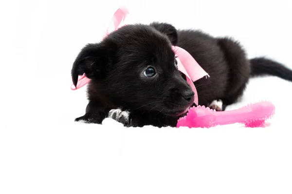 粉红领子的可爱的黑色小狗 带着丝带和蝴蝶结向别处看 躺在白色背景的狗玩具旁边 — 图库照片