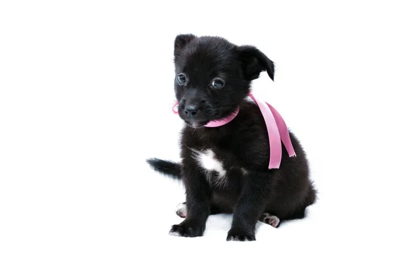 Filhote Cachorro Preto Bonito Colarinho Rosa Com Fita Olhando Para — Fotografia de Stock