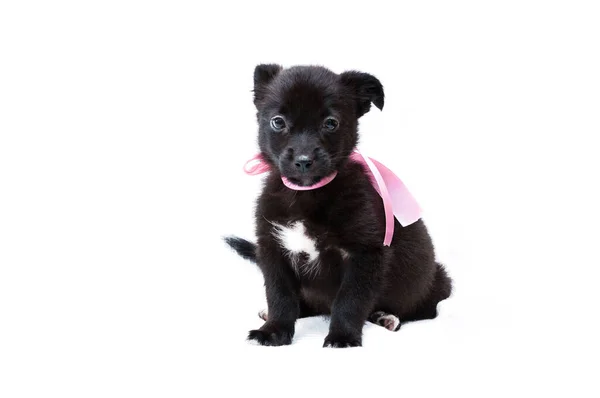 可爱的黑色小狗 粉色领子 带丝带 看着相机 白色背景 有复制空间 — 图库照片