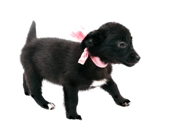 粉色领子的可爱的黑色小狗的侧面视图 带着丝带 在白色上看起来是孤立的 — 图库照片