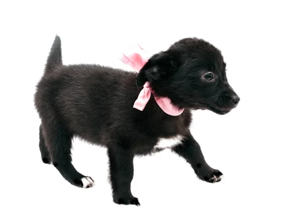 Vista Lateral Filhote Cachorro Preto Bonito Colarinho Rosa Com Fita — Fotografia de Stock