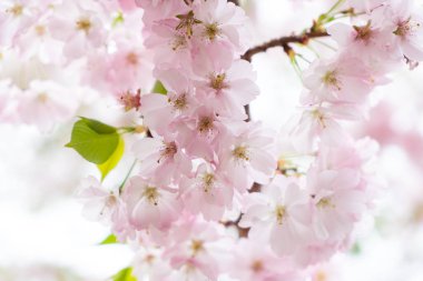 Kiraz ağacı çiçeği.