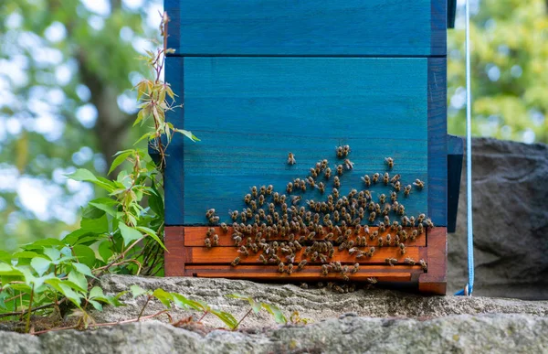 ミツバチの正面入り口の詳細. — ストック写真