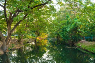 Şehir Parkı yeşil ağaç yapraklar göl günbatımı manzarasıyla
