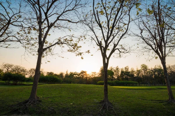 Merkezi yeşil park yaz sahne, Doğa park peyzaj