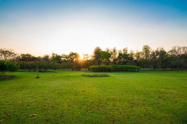 Красивые Зеленые Пейзажи Парка Луговой Травой Закате — стоковое фото