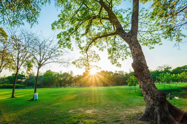 Renkli gökyüzü ile kamu parki yeşil çayır günbatımı ağacında