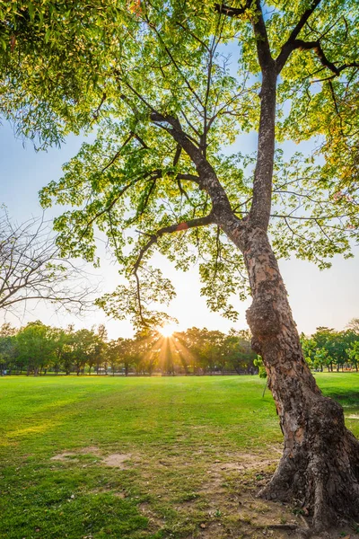 Träd Offentliga Park Grön Äng Sunset Med Färgglada Himmel — Stockfoto