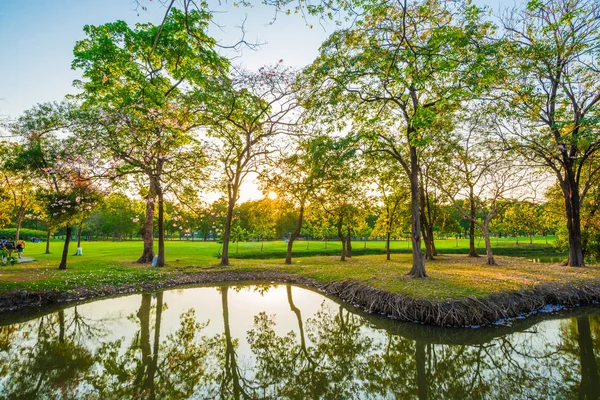 Árbol Parque Público Verde Pradera Puesta Sol Con Cielo Colorido — Foto de Stock