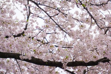 Pembe sakura ağacı dalı Tokyo, Japonya'da çiçek açan