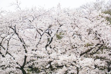 Pembe sakura ağacı dalı Tokyo, Japonya'da çiçek açan