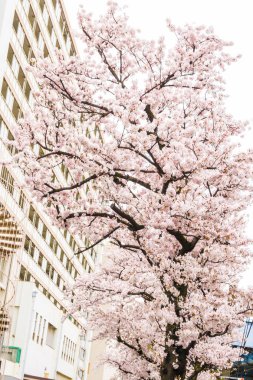 Pembe sakura ağacı dalı Tokyo, Japonya'da çiçek açan