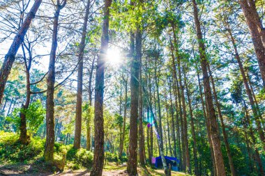 Çam ağacı orman güneş sabah doğada doğal ışık ile