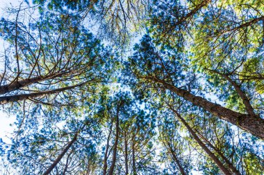 Çam ağacı orman güneş sabah doğada doğal ışık ile