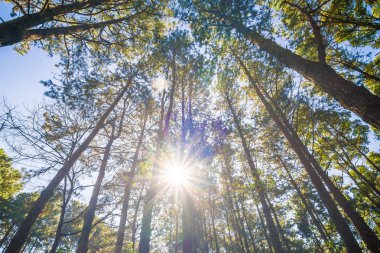 Çam ağacı orman güneş sabah doğada doğal ışık ile