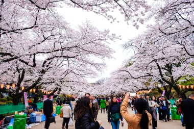 Tokyo, Japonya - 6 Nisan 2017: Kalabalıklar içinde yürüyerek bahar kiraz çiçekleri zevk mevsimsel Ueno Park.