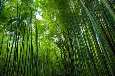 Yeşil Bambu orman seyahat geçmiş vasıl Arashiyama, Kyoto, Japonya