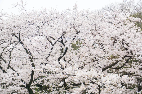 Розовая Сакура Цветет Ветке Деревьев Токио Япония — стоковое фото