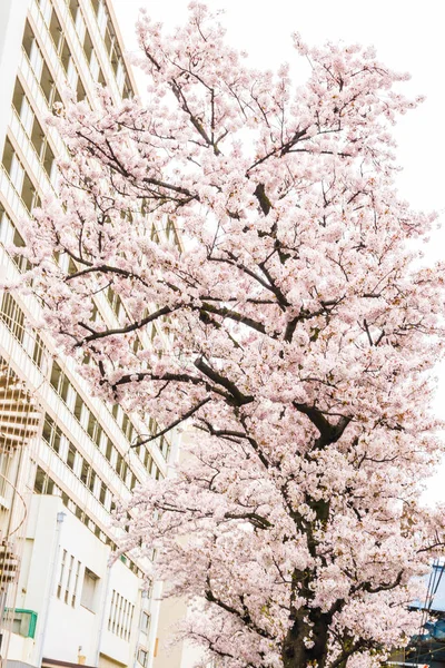 Pembe sakura ağacı dalı Tokyo, Japonya'da çiçek açan
