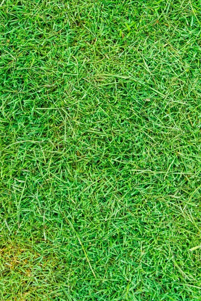 Абстрактная Зеленая Текстура Травы Саду — стоковое фото