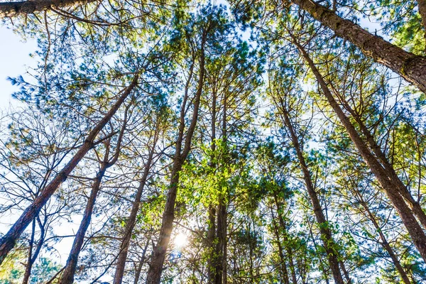 Bosque Pinos Con Luz Solar Naturaleza Matutina Escénica — Foto de Stock