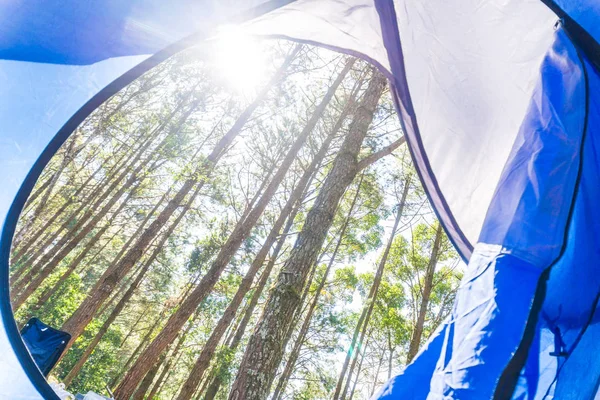 Zeltlager Kiefernwald Auf Hochgebirgswanderungen — Stockfoto