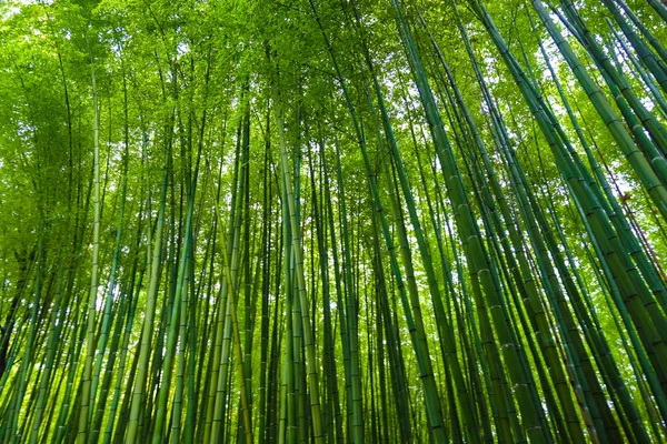 Arrière Plan Voyage Dans Forêt Bambous Verts Arashiyama Kyoto Japon — Photo